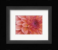 Mini Graphic Dahlia II Fine Art Print