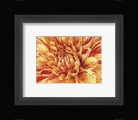 Mini Graphic Dahlia III Fine Art Print