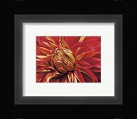 Mini Graphic Dahlia IV Fine Art Print