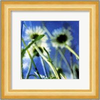 Daisies II Fine Art Print