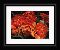 Old World Tulips I Fine Art Print