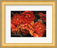 Old World Tulips I Fine Art Print