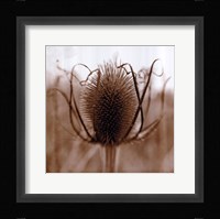 Thistle Fine Art Print