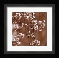 Cherry Blossom Fine Art Print