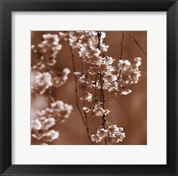 Cherry Blossom Framed Print