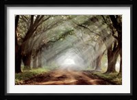 Evergreen Plantation A Framed Print
