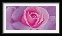 La vie en rose Fine Art Print