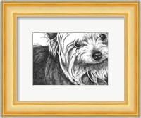 Bella the Yorkie Fine Art Print