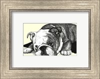 Gracie the Bulldog Fine Art Print