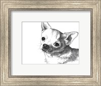 Bruiser the Chihuahua Fine Art Print