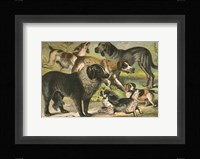 Johnson's Dog Breeds III Fine Art Print
