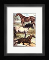 Johnson's Horse Breeds I Fine Art Print