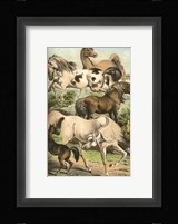 Johnson's Horse Breeds II Fine Art Print