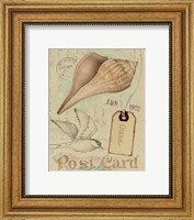 Postcard Shells IV Fine Art Print