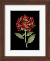 Crimson Flowers on Black I Fine Art Print
