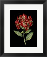 Crimson Flowers on Black I Fine Art Print