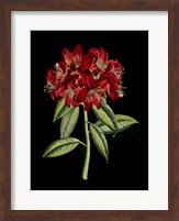 Crimson Flowers on Black (A) II Fine Art Print