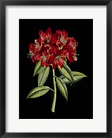Crimson Flowers on Black (A) II Fine Art Print