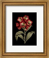 Crimson Flowers on Black III Fine Art Print