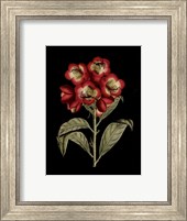Crimson Flowers on Black III Fine Art Print