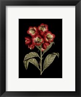 Crimson Flowers on Black III Fine Art Print