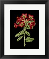 Crimson Flowers on Black (A) IV Fine Art Print