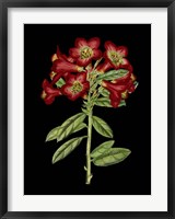 Crimson Flowers on Black (A) IV Fine Art Print