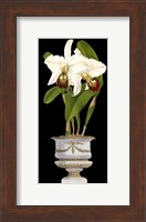 Small Orchids in Silver (IP) II Fine Art Print