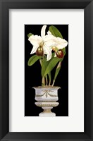 Small Orchids in Silver (IP) II Fine Art Print