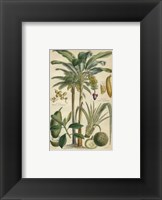 Palm Plate 28 (IP) Fine Art Print