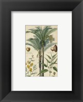 Palm Plate 29 (IP) Fine Art Print