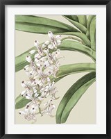 Small Orchid Blooms I (P) Fine Art Print