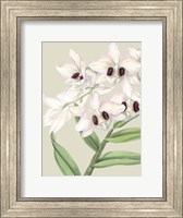 Small Orchid Blooms II (P) Fine Art Print