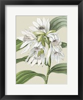 Small Orchid Blooms III (P) Fine Art Print