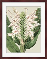 Small Orchid Blooms IV (P) Fine Art Print