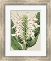 Small Orchid Blooms IV (P) Fine Art Print