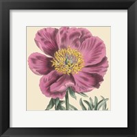 Small Peony Collection III (P) Fine Art Print