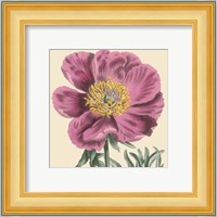 Small Peony Collection III (P) Fine Art Print