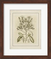 Small Tinted Botanical I (P) Fine Art Print