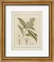 Small Tinted Botanical II (P) Fine Art Print