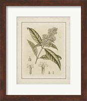 Small Tinted Botanical II (P) Fine Art Print