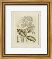 Small Tinted Botanical III (P) Fine Art Print
