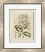 Small Tinted Botanical III (P) Fine Art Print