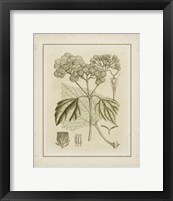 Small Tinted Botanical IV (P) Fine Art Print