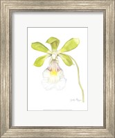 Small Orchid Beauty I (U) Fine Art Print