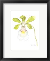 Small Orchid Beauty I (U) Fine Art Print