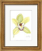 Small Orchid Beauty II (U) Fine Art Print