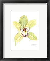 Small Orchid Beauty II (U) Fine Art Print