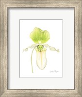 Small Orchid Beauty IV (U) Fine Art Print