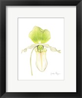 Small Orchid Beauty IV (U) Fine Art Print